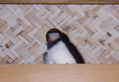 2004.8.7.`8.nagaragawa10.jpg (43672 oCg)