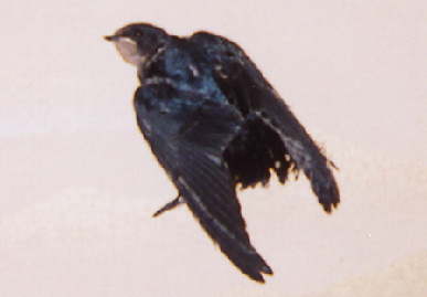 2004.8.7.`8.nagaragawa12.jpg (31570 oCg)