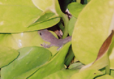2004.9.22.yamori.jpg (40481 バイト)
