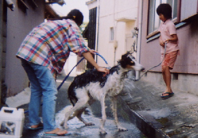2004.9.23.tanuki3.jpg (62658 バイト)