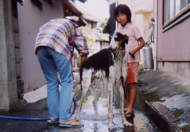 2004.9.23.tanuki5.jpg (65479 バイト)