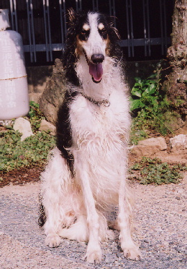 2004.9.24.tanuki1.jpg (76793 バイト)