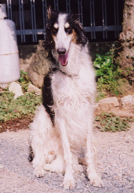 2004.9.24.tanuki2.jpg (66124 バイト)