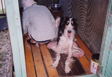 2004.9.24.tanuki4.jpg (77225 バイト)