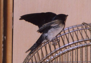 2004.9.8.mikan1.jpg (56536 oCg)