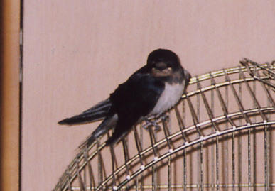 2004.9.8.mikan2.jpg (50633 oCg)