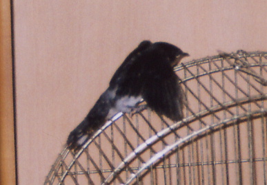 2004.9.8.mikan3.jpg (48376 oCg)