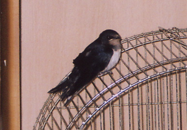 2004.9.8.mikan4.jpg (58049 oCg)