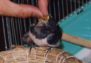 2004,7,25,mikan10.jpg (52363 oCg)