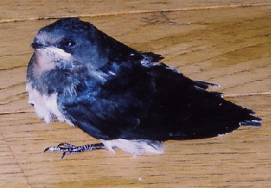 2004,7,25,mikan2.jpg (55966 oCg)