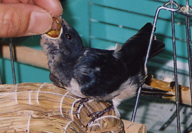 2004,7,25,mikan9.jpg (59421 oCg)