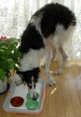 2005.12.31.tanuki1.jpg (60377 oCg)