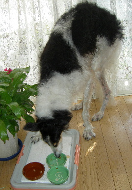 2005.12.31.tanuki2.jpg (62250 oCg)