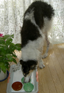 2005.12.31.tanuki3.jpg (63689 oCg)