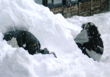 2005.2.22.akita22.jpg (47806 バイト)