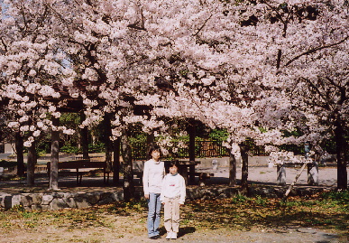 2005.4.9.sakura1.jpg (111979 oCg)