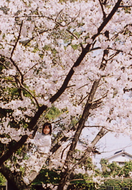 2005.4.9.sakura16.jpg (98207 oCg)