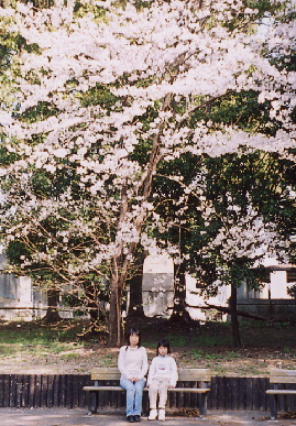2005.4.9.sakura2.jpg (105664 oCg)