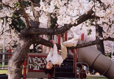 2005.4.9.sakura6.jpg (87905 バイト)
