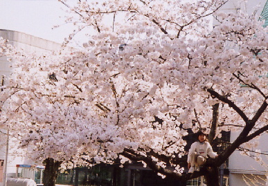 2005.4.9.sakura7.jpg (89648 バイト)