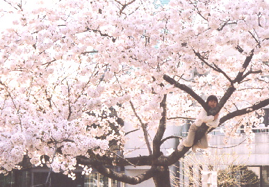 2005.4.9.sakura8.jpg (95251 バイト)