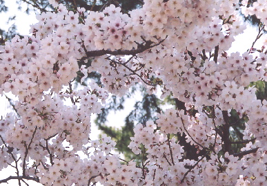 2005.4.9.sakura9.jpg (87480 バイト)