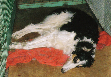 2005.6.4.tanuki1.jpg (67577 バイト)