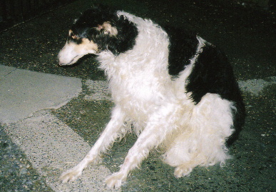 2005.6.4.tanuki2.jpg (67005 バイト)