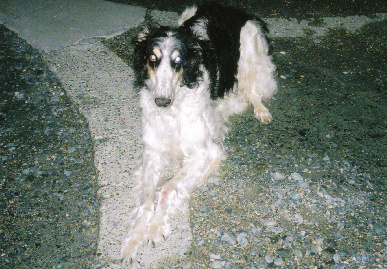 2005.6.4.tanuki3.jpg (86133 バイト)