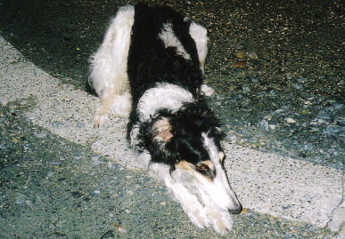 2005.6.4.tanuki4.jpg (89040 バイト)