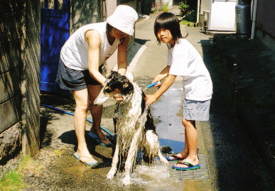 2005.6.5.tanuki1.jpg (77589 oCg)