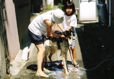 2005.6.5.tanuki2.jpg (65487 oCg)
