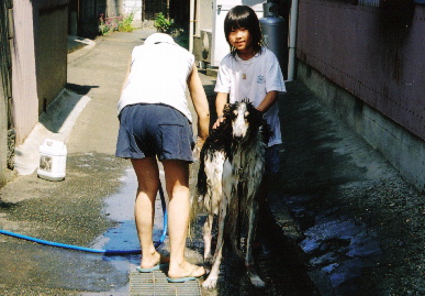 2005.6.5.tanuki3.jpg (68234 oCg)