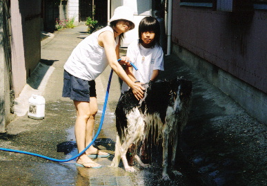 2005.6.5.tanuki4.jpg (68222 oCg)