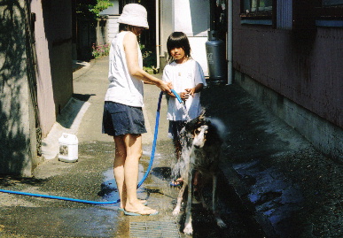 2005.6.5.tanuki6.jpg (69168 oCg)