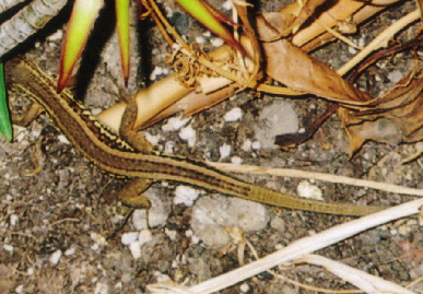 2005.6.6.tokage3.jpg (85895 oCg)