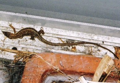 2005.6.6.tokage4.jpg (79578 oCg)