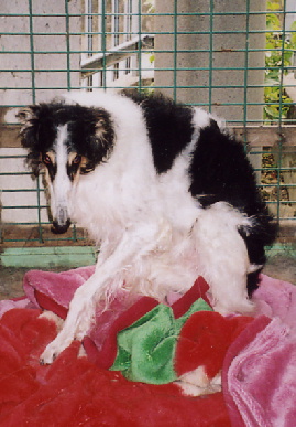 2006.1.6.tanuki1.jpg (62798 oCg)