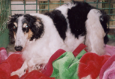 2006.1.6.tanuki2.jpg (59755 oCg)