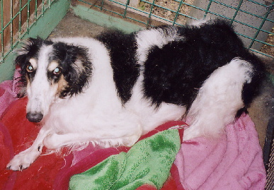 2006.1.6.tanuki3.jpg (69295 oCg)