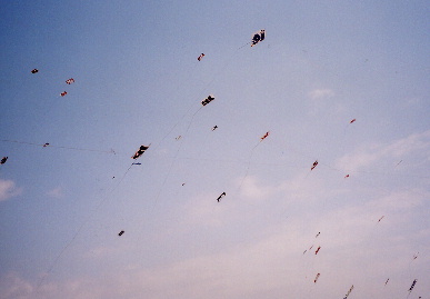 2006.5.3.tako21.jpg (31147 oCg)