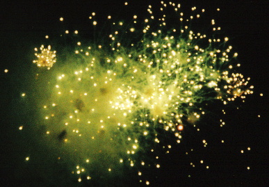 2005.7.25.atami_hanabi8.jpg (66080 �o�C�g)
